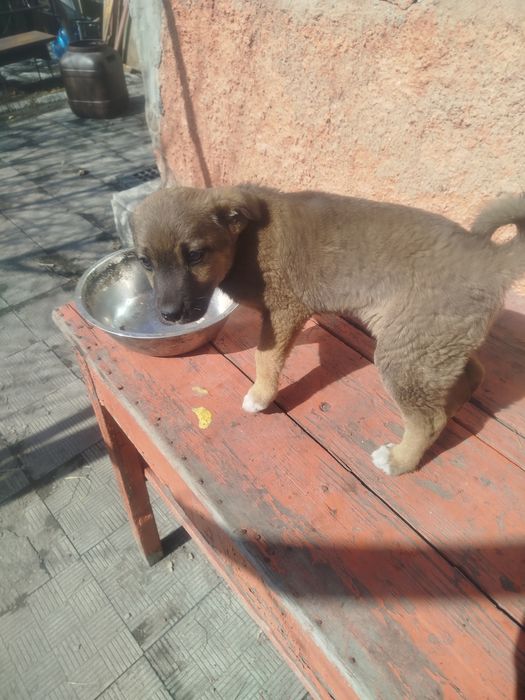 Отдам щенка девочка