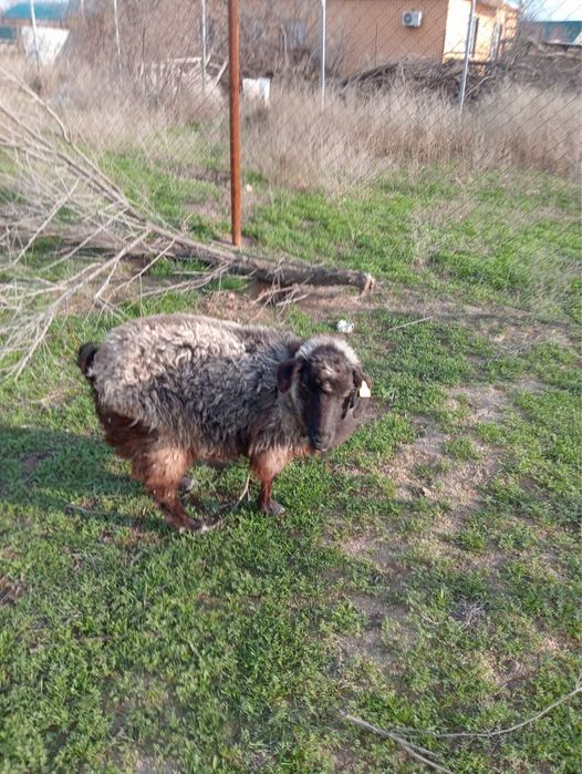 Ешкілер сатылады сүтті