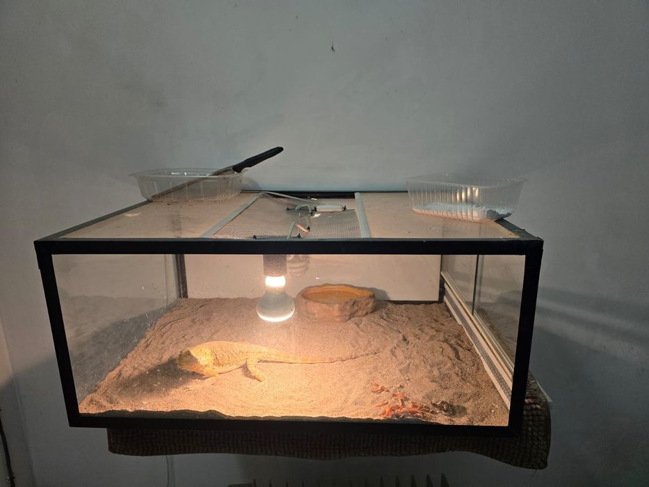 Продам бородатая Агама.