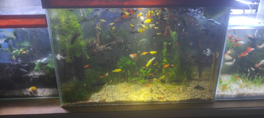 Моллинезии,живородящие.