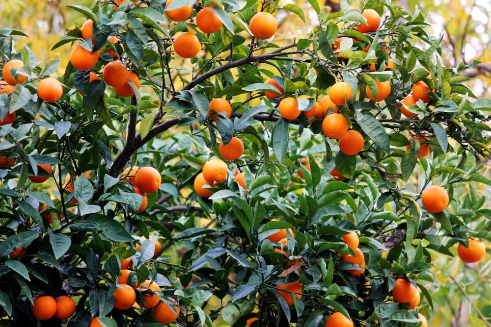 лимон кучатлар Ташкент сорт.