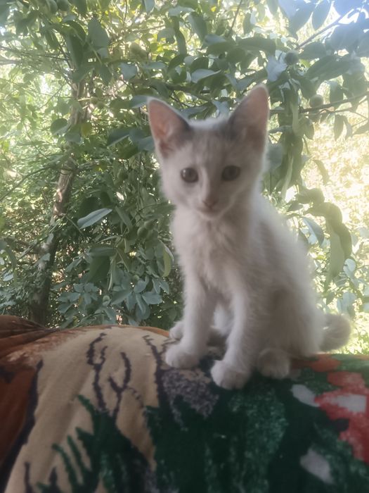 Котята крысоловы