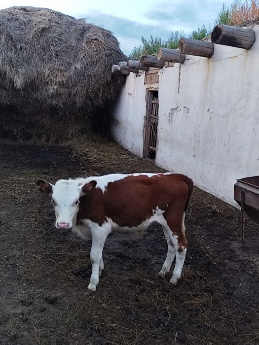 Теленок бычек,племенной