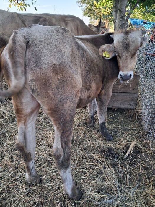 Vind vitel rasă brună in jur de 400kg