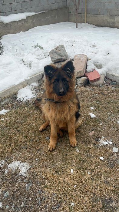 Немецкая овчарка