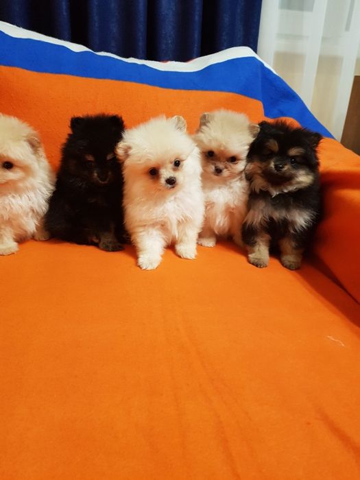 Померан померанчета