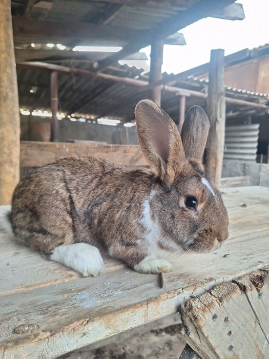 Кролик Самец  Микс