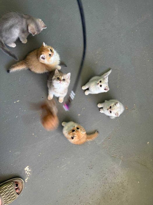 Продается котята