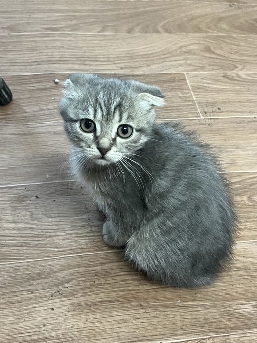 Отдам котенка в добрые руки