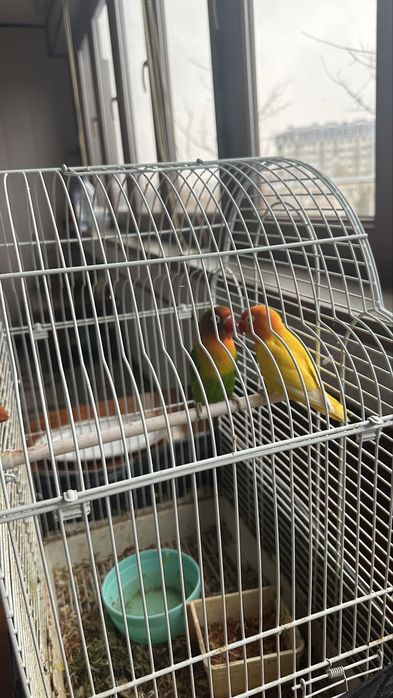 Продам пару попугаев неразлучников +Клетка