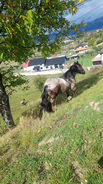 Cal castrat de vânzarepentru detalii  0753689271