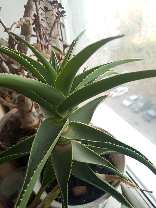 Продам комнатные цветы и урожай с дачи