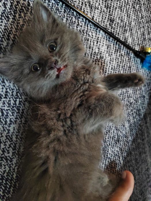 Котёнок 2 месяца