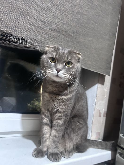 Отдам кота в хорошие руки бесплатно!