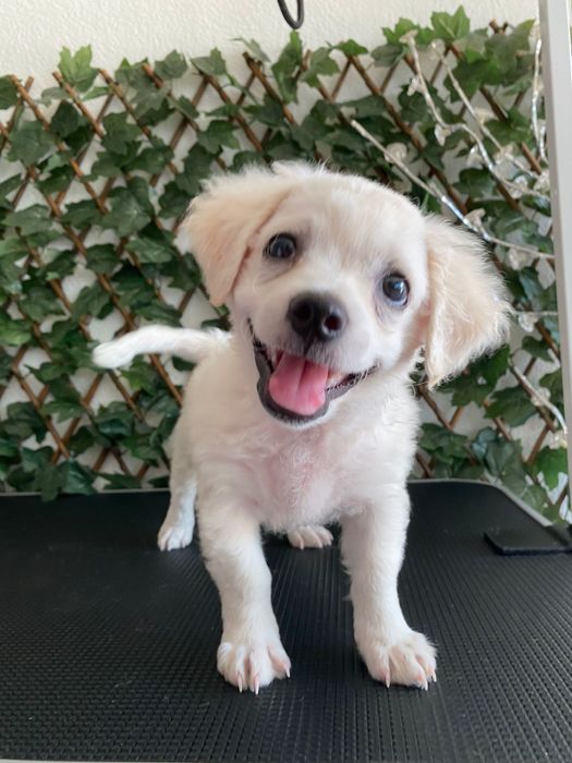 Frizerie canină-Lumea lui Avy