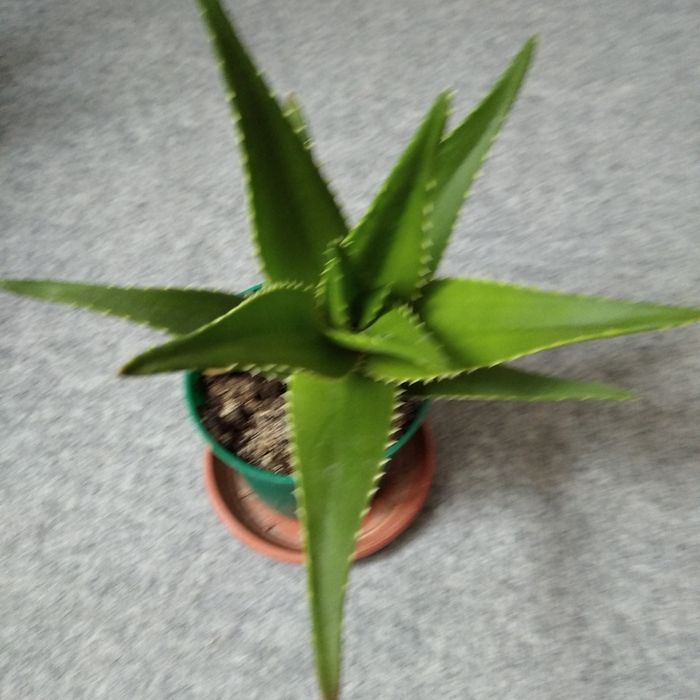 Алое, цвете, голямо