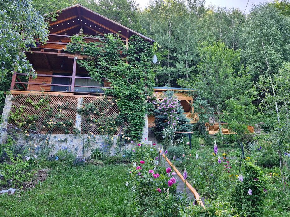 Vindem cabană la Muntele Rece