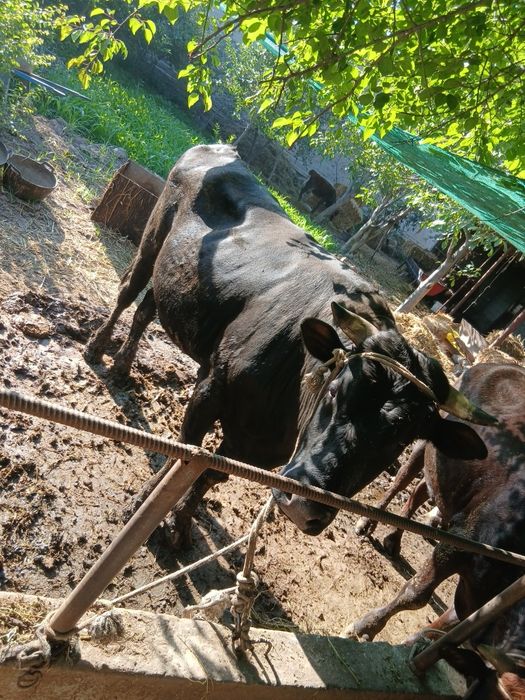 Buqa sotiladi yemlangan