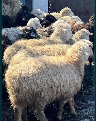 Продам баранов оптом