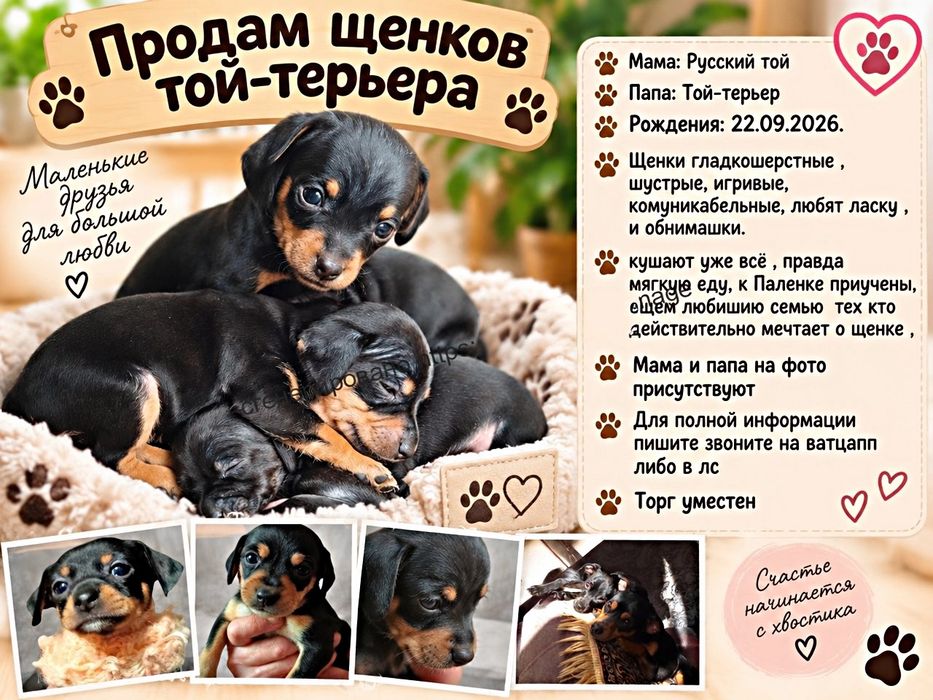 Продам щенков той-терьера