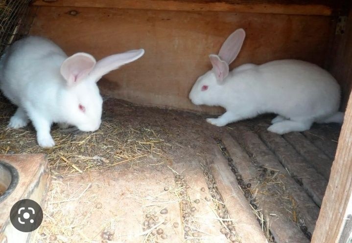 Veliqan zotli quyonlar sotiladi 200000 kelishiladi