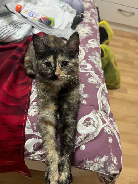 Кошка, стерилизованная