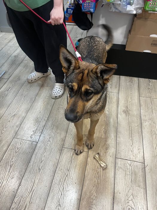 Красотка Альфа ищет дом.