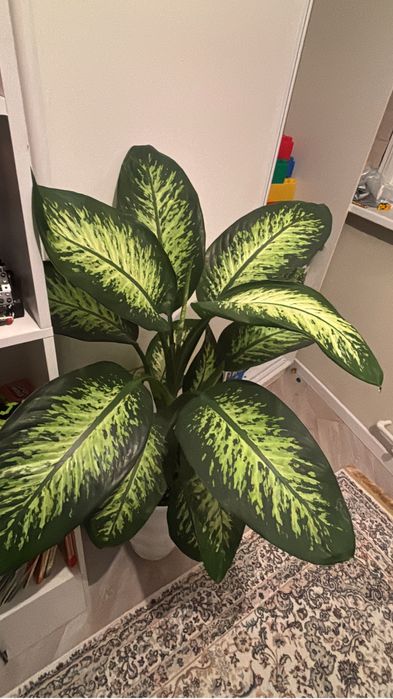 Дифанбахия тропик сноу