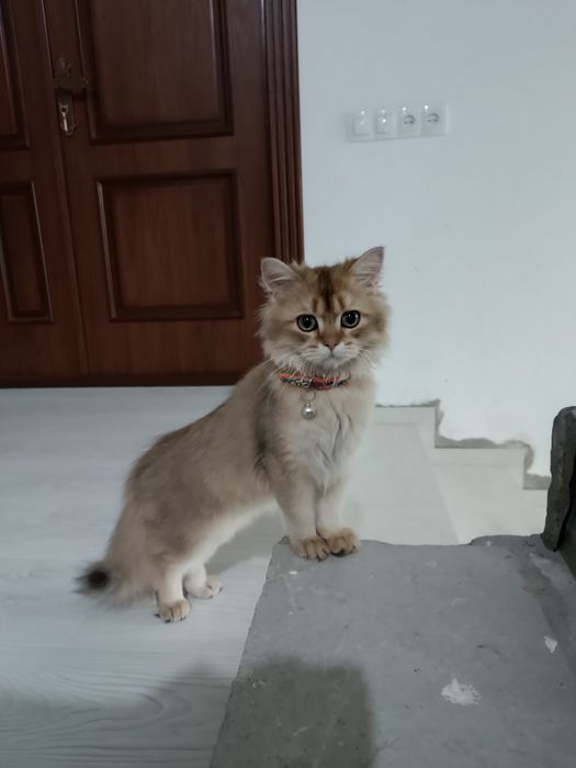 Britaniskiy shinshila