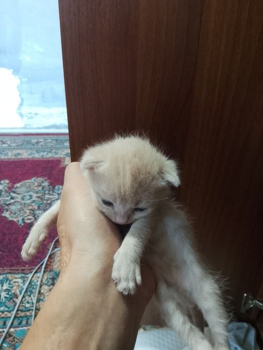 Продам кошки срочно