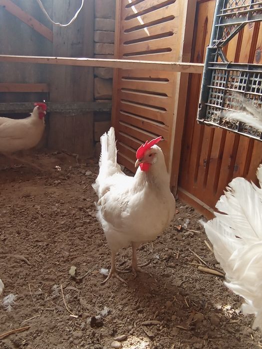 Legorin stakanchik tuxumlariga zakaz olamiz 15 min