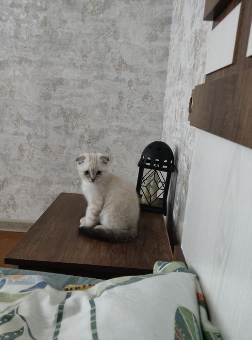Продается котенок девочка скотиш фолд родилась 4 апреля