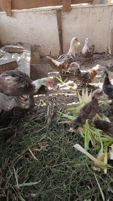 Домашние животные