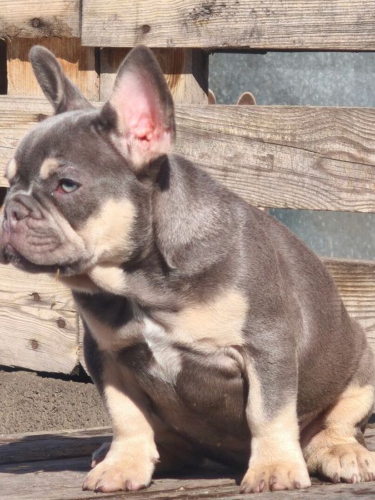 Шикарная девочка