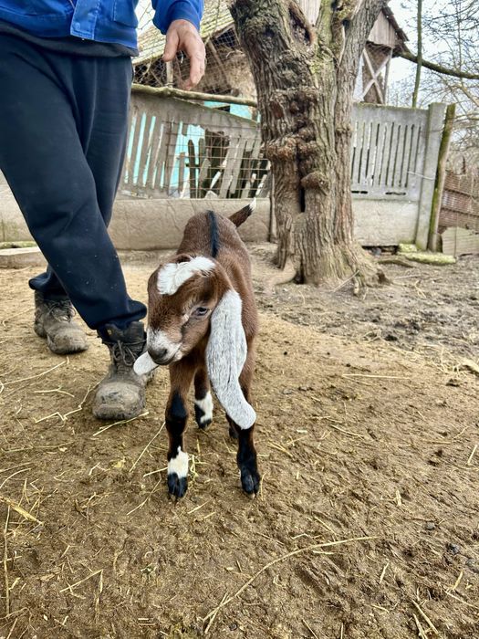 Tap rasa anglo nubiana original