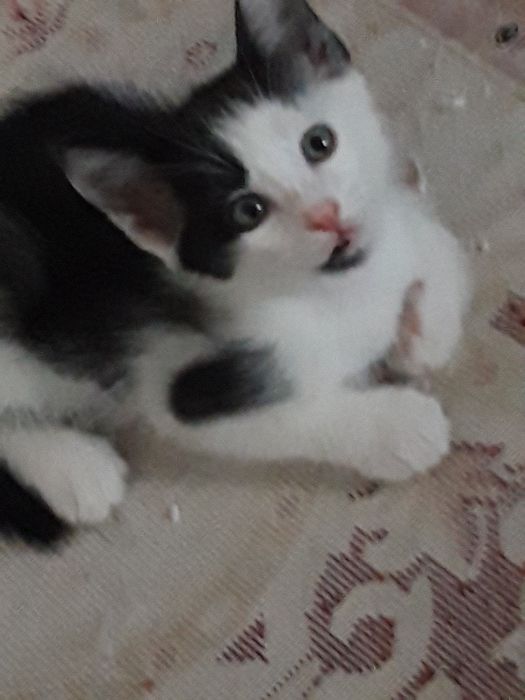 Котята  бесплатно