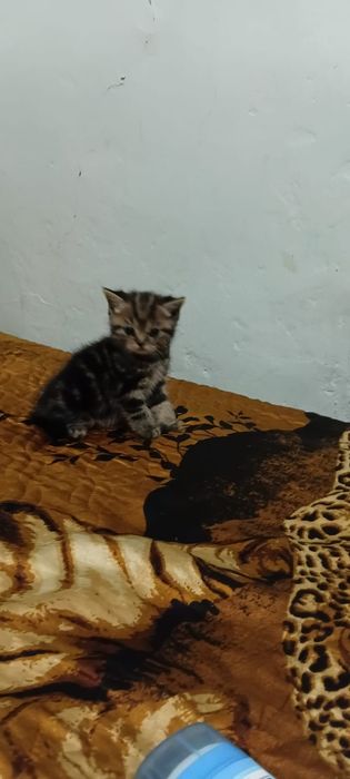 Котята британские