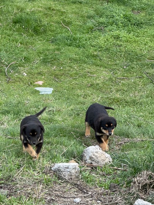 Щенки в добрые руки