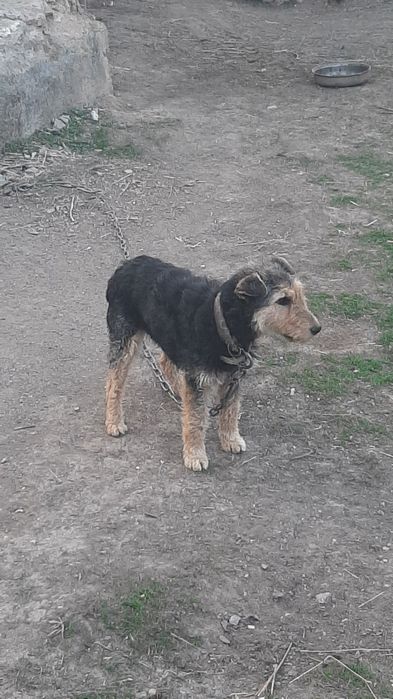 Норка 2 жас ұрғашы