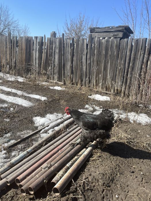 Петухи Брама черные