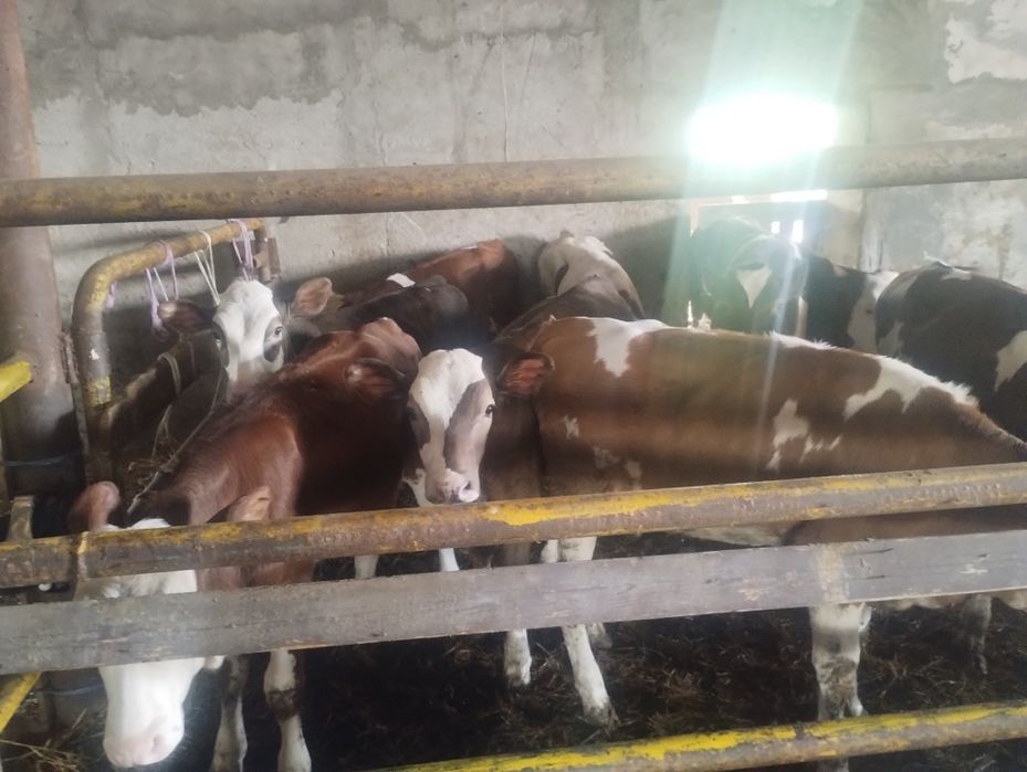 Vând 8 viței înțărcați