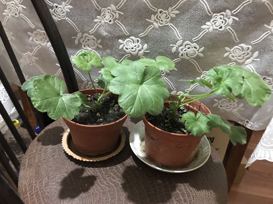 Пеларгония.  Розовая