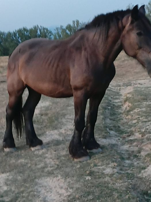 Iapa de vinzare  n