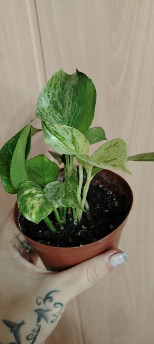Продам красивые комнатные растения