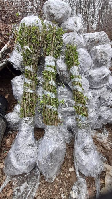 Vând Gard Viu/Lemn Câinesc