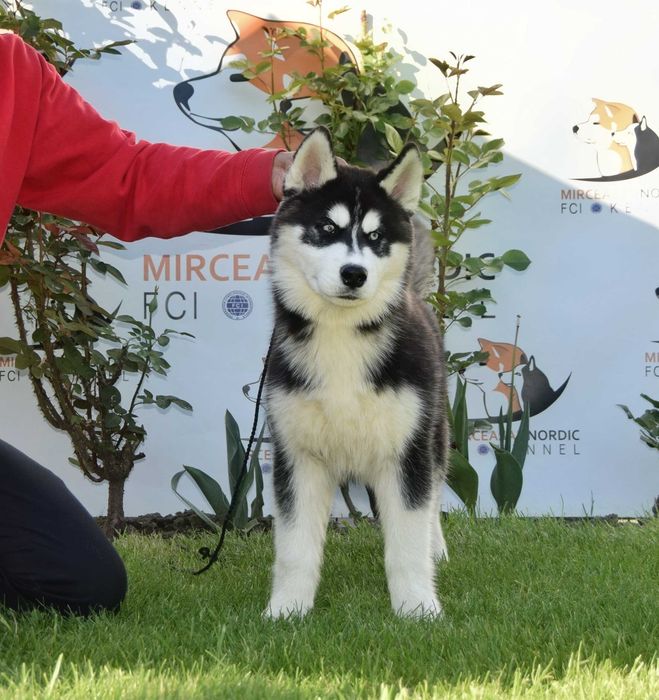 Pui Husky Siberian, părinți campioni.
