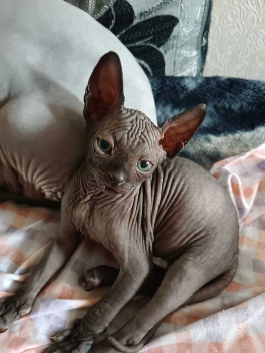 Котята сфинкс!!!