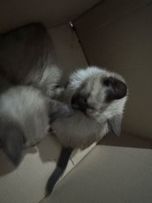 Котята отдам в добрые руки
