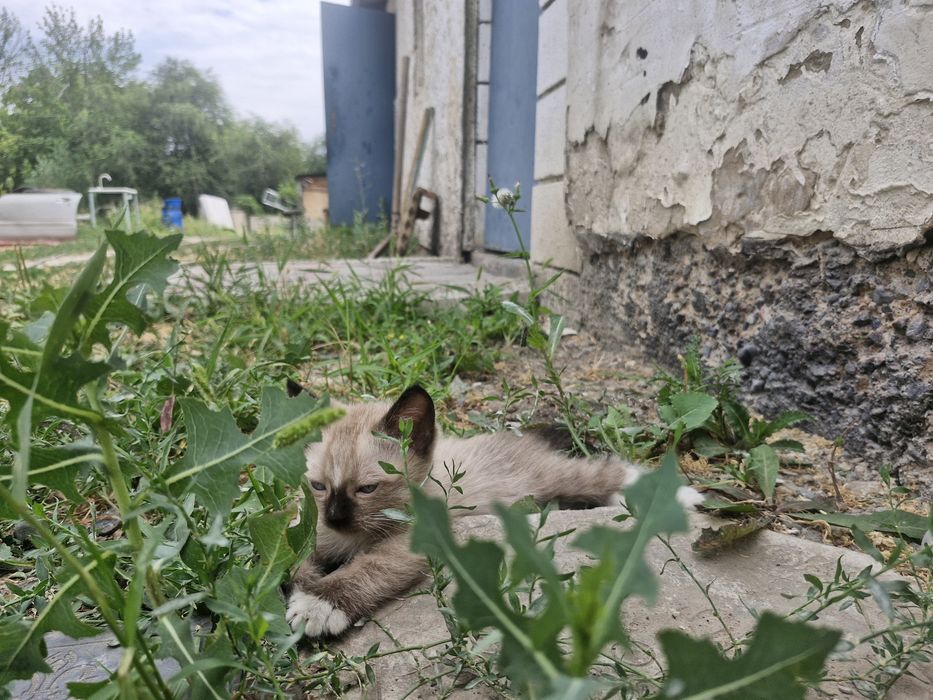 Отдаем котят в добрые руки