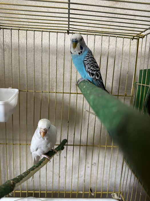 Valnistiy papugaylar sotiladi